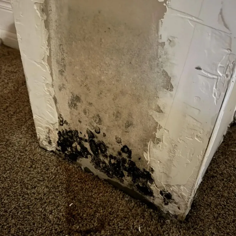 Professional Mold Removal in Malakoff, TX